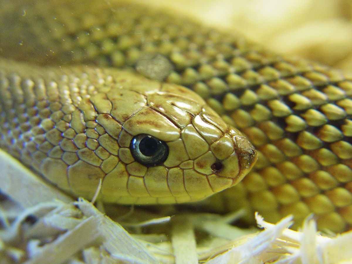 Желтая змея. Змеи Латвии. Глаза змеи желтые. Змея 2013 картинки.
